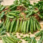 Légumes Secs - Pois Grimpant à Grain Ridé Téléphone à Rames - 20 m - face recto